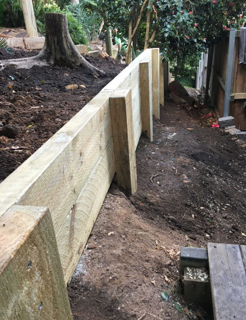 Treated Pine Retaining Wall back filled with ground contoured away from the wall to create a gentler slope with Camellia in Bulli Wollongong New South Wales