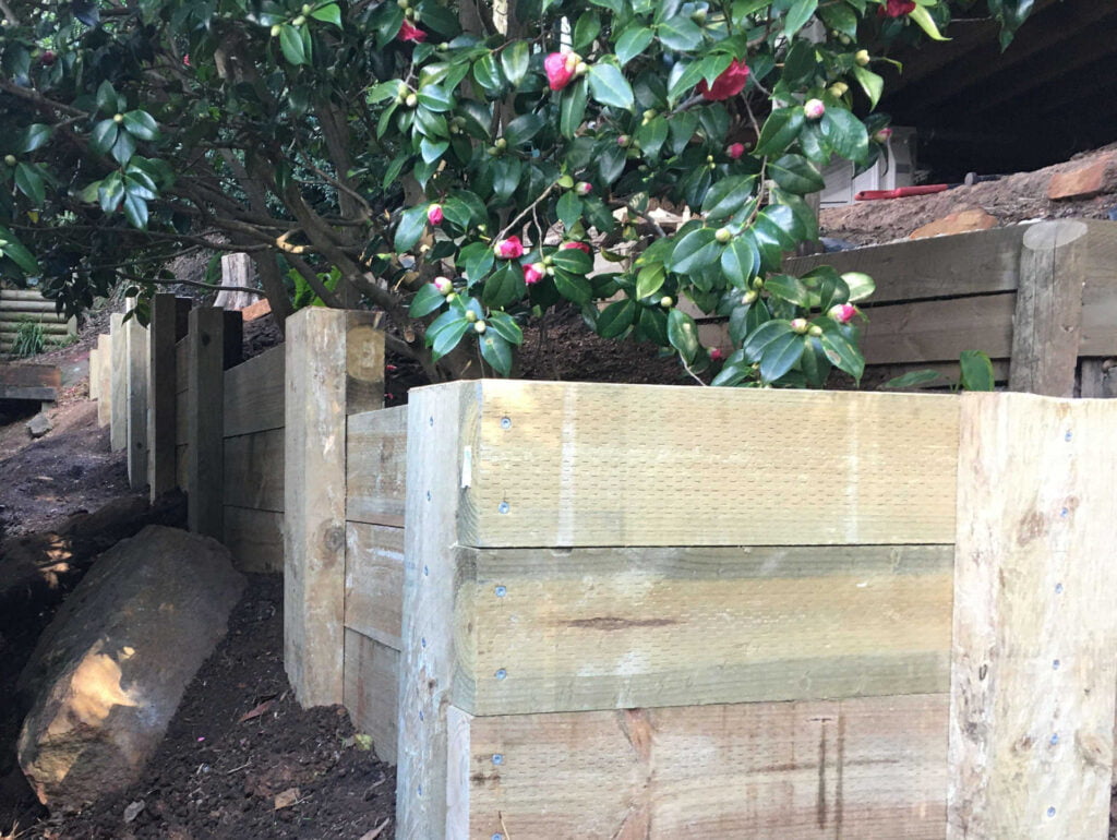 Treated Pine Retaining Wall with small return back filled with ground contoured away from the wall to create a gentler slope with Camellia in Bulli Wollongong New South Wales